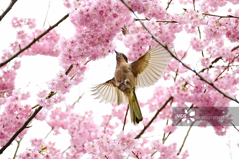 重庆园博园早樱盛开图片素材