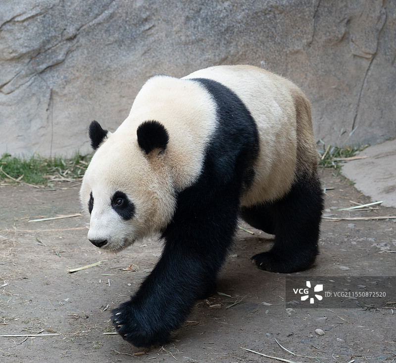 大熊猫图片素材