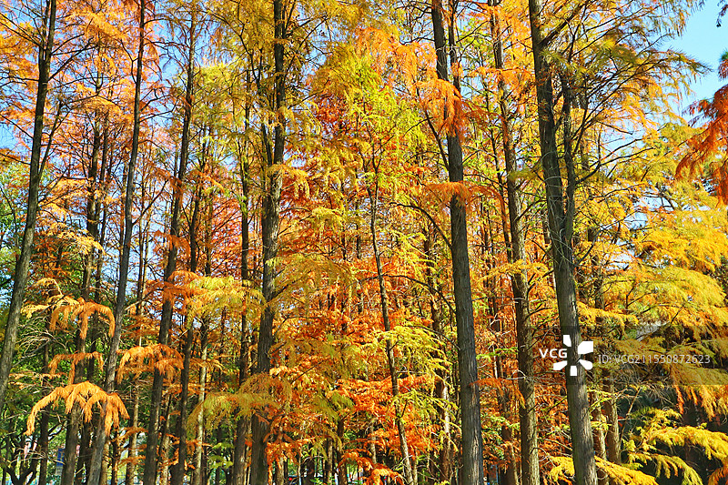 湖南大学枫树林图片素材