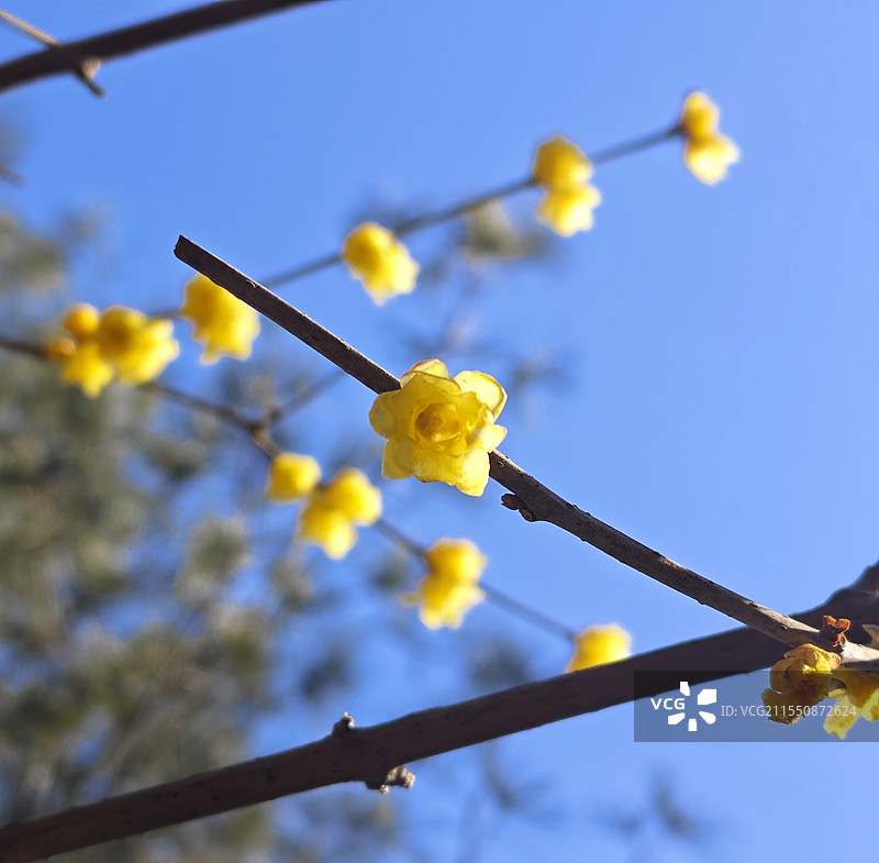 腊梅迎春（月坛公园腊梅盛开）图片素材