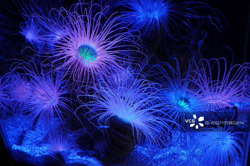 海洋生物 海底生物 水母 珊瑚图片素材