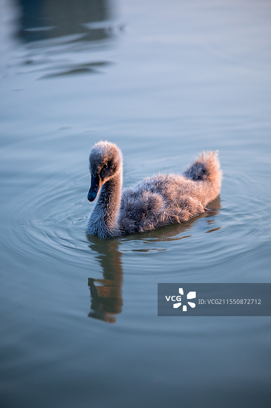 小天鹅图片素材