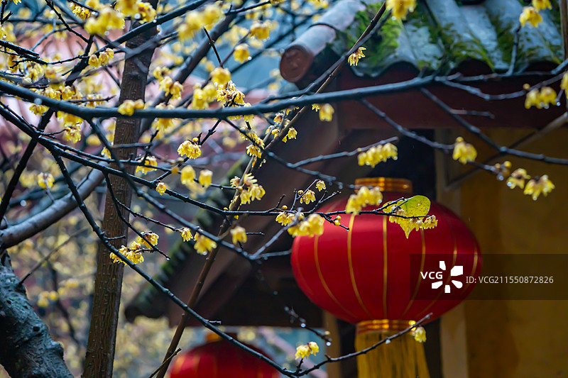 腊梅花开图片素材