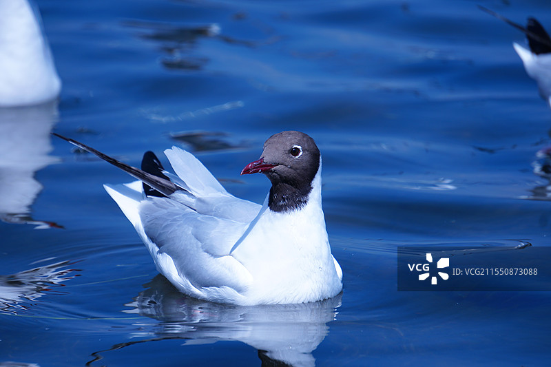 洱海海鸥图片素材