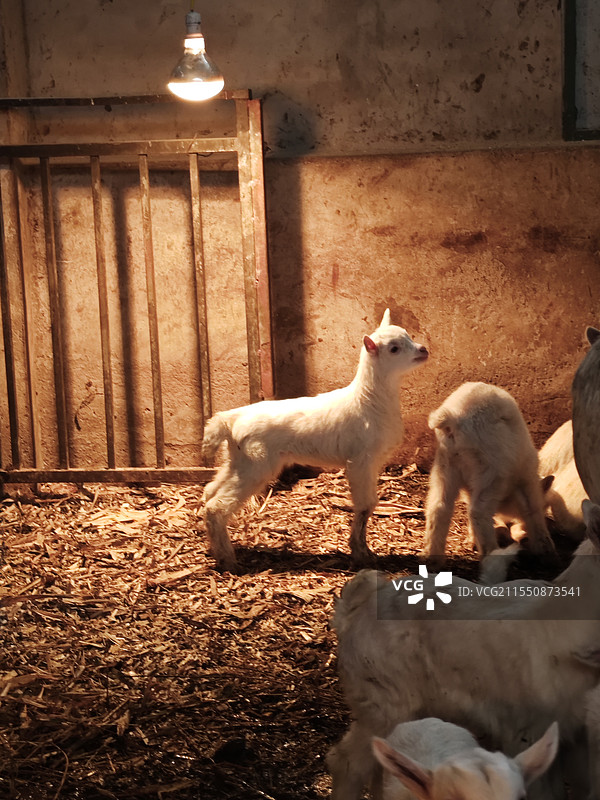 羊仔在暖灯光下图片素材