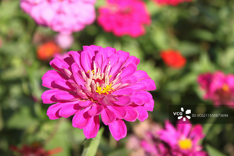 百日菊花开图片素材