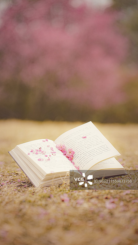 公园梅花氛围下的书图片素材