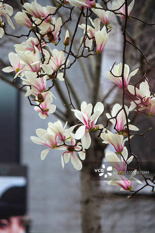 玉兰花开图片素材