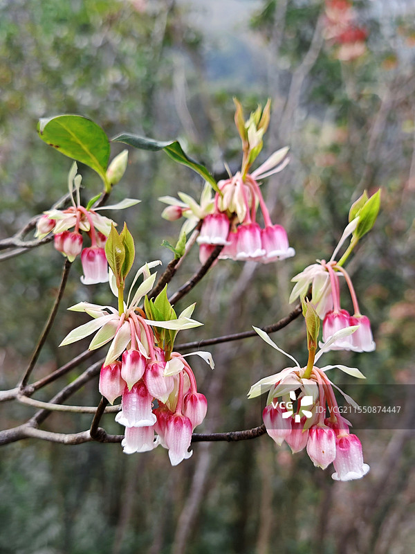 吊钟花～风起瑶鈡舞青翠，春萌玉盏暗香来图片素材