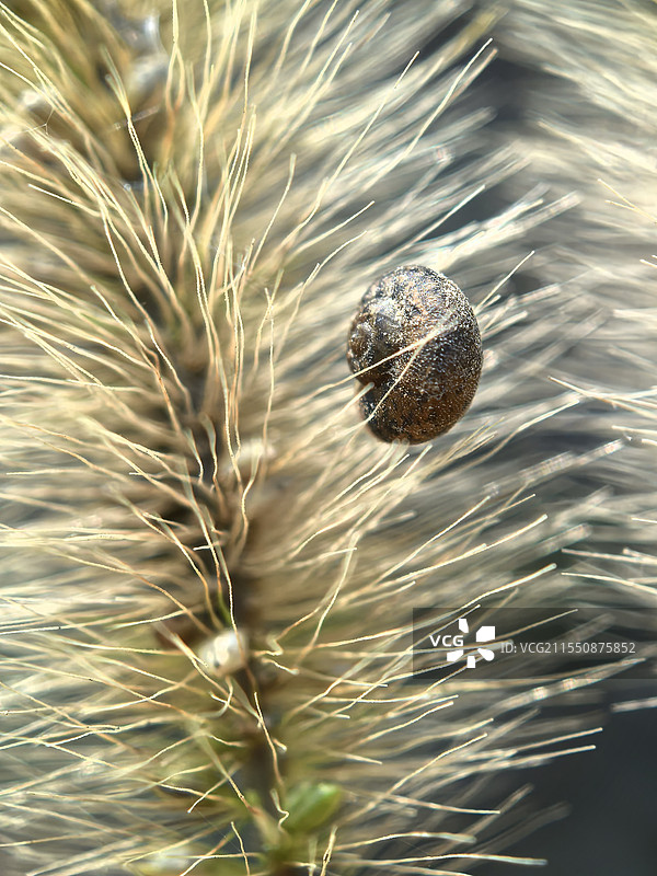 植物上的蜗牛特写镜头图片素材