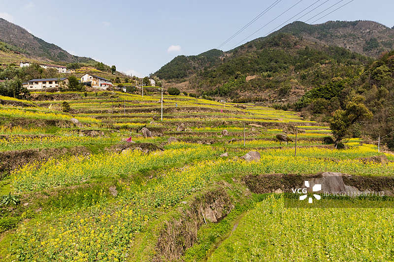 建德胥岭油菜花图片素材