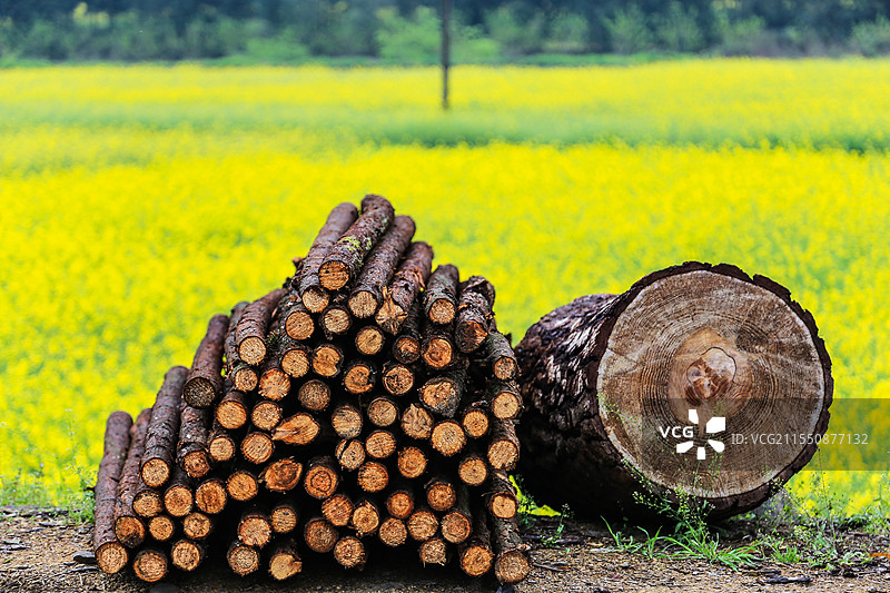 建德胥岭油菜花图片素材