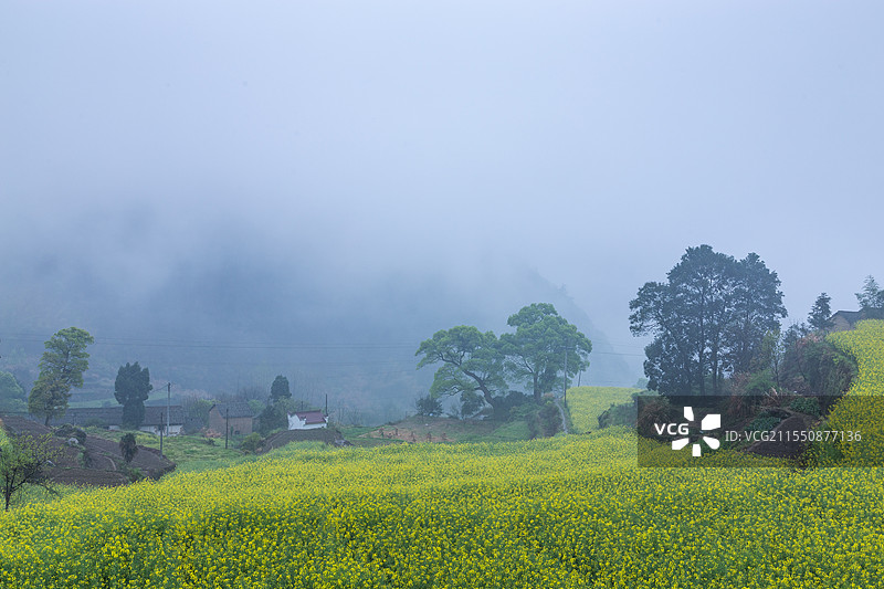 建德胥岭油菜花图片素材