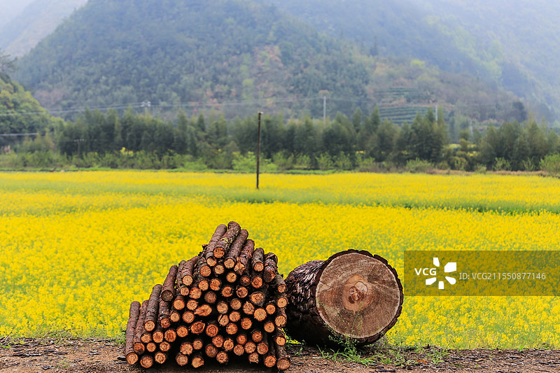 建德胥岭油菜花图片素材