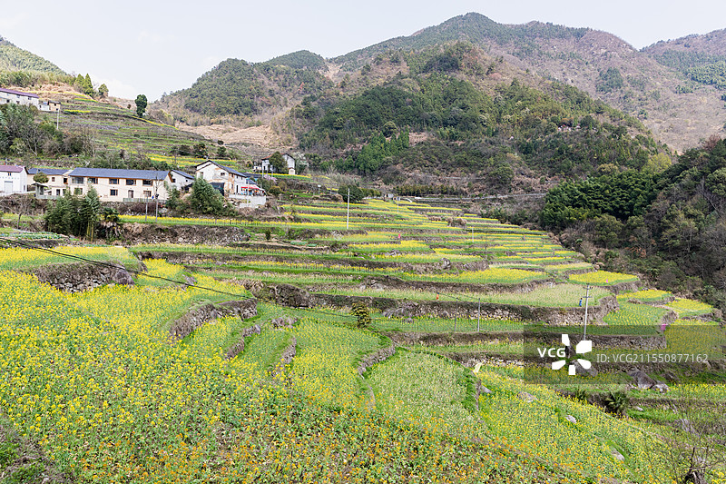 建德胥岭油菜花图片素材