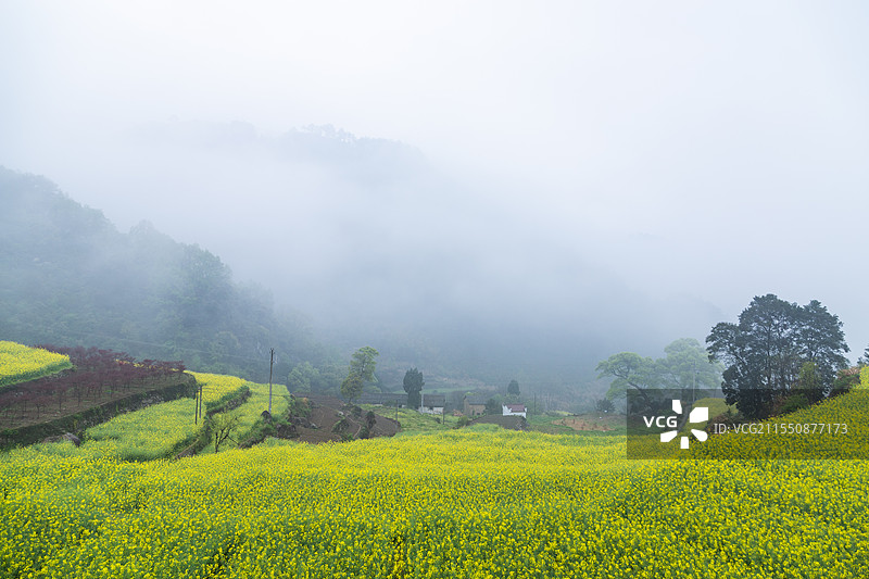 建德胥岭油菜花图片素材
