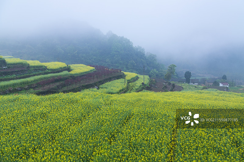 建德胥岭油菜花图片素材