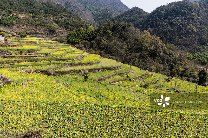 建德胥岭油菜花图片素材