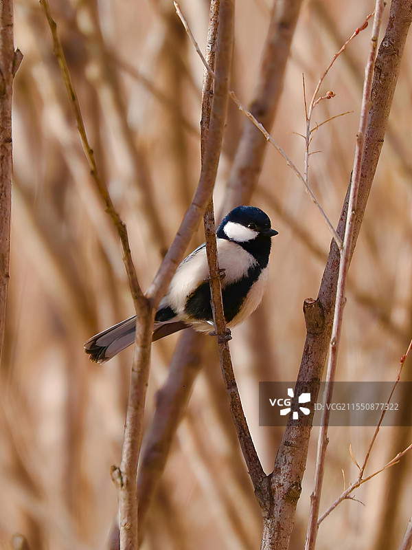 大山雀图片素材