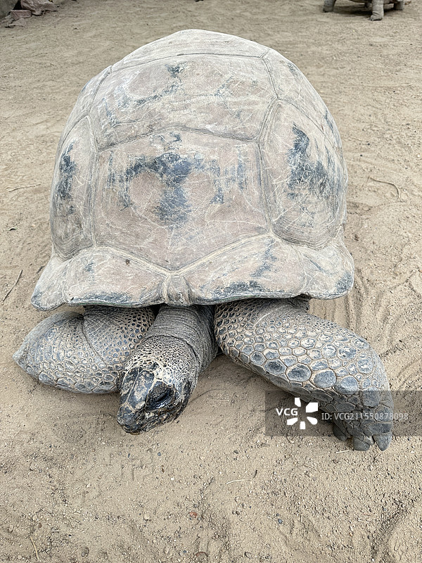 广州长隆飞鸟乐园大海龟图片素材