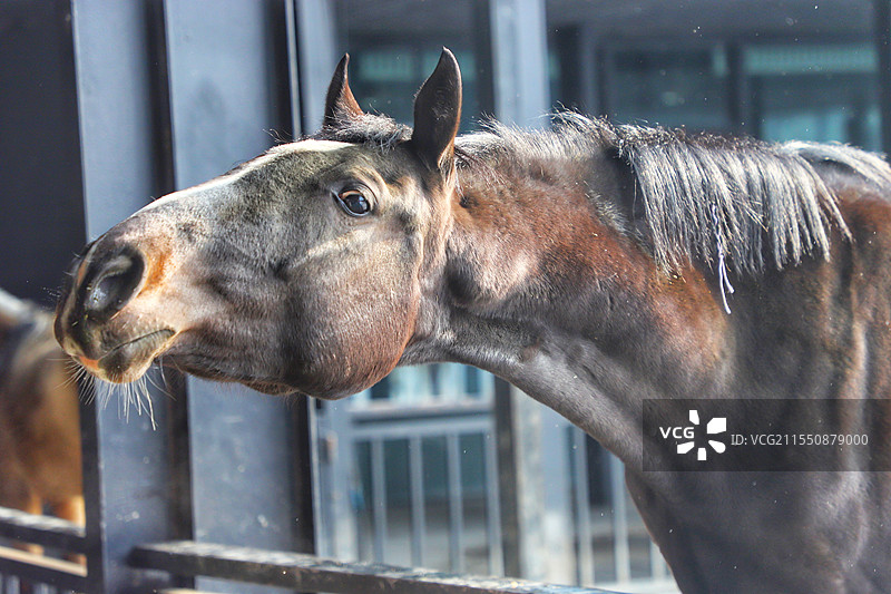 汗血宝马图片素材