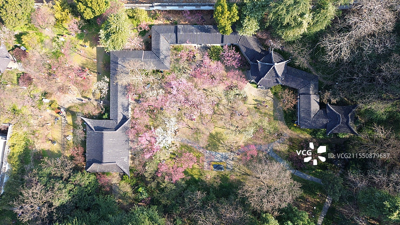 雨花台梅岗红梅花开图片素材