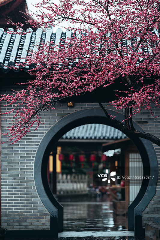 西林禅寺梅花图片素材