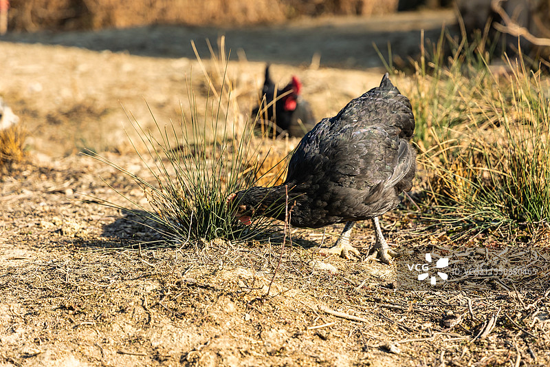农村散养的土鸡图片素材