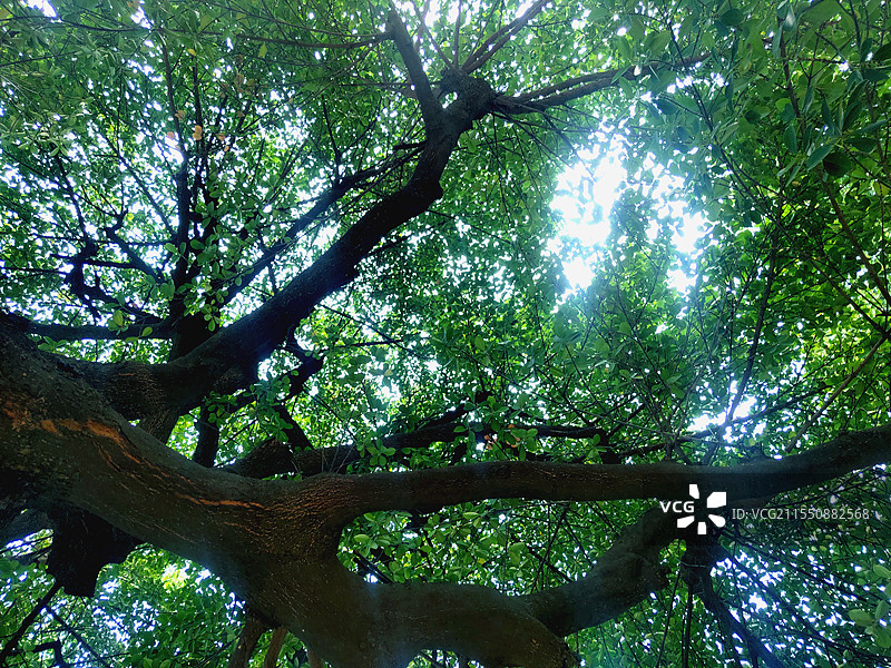 药材植物—铁冬青（冬青科）图片素材