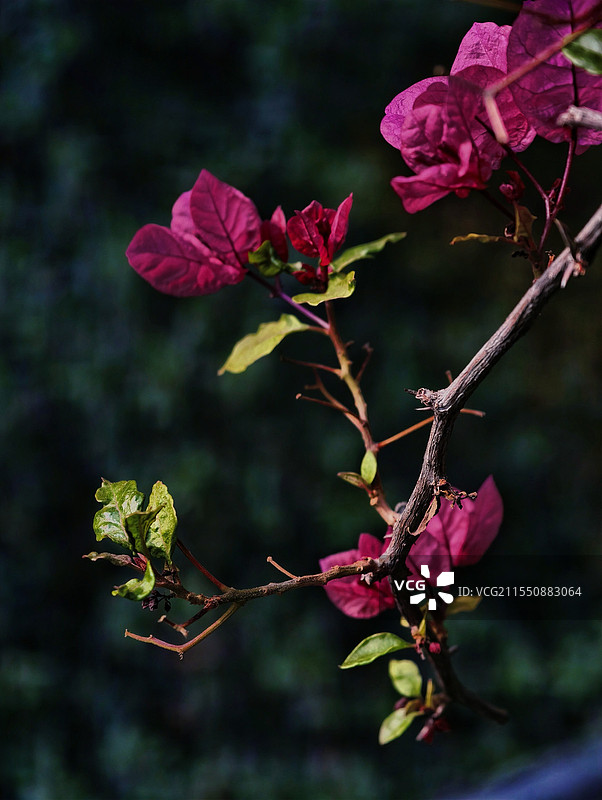 三角梅高角度的视图图片素材