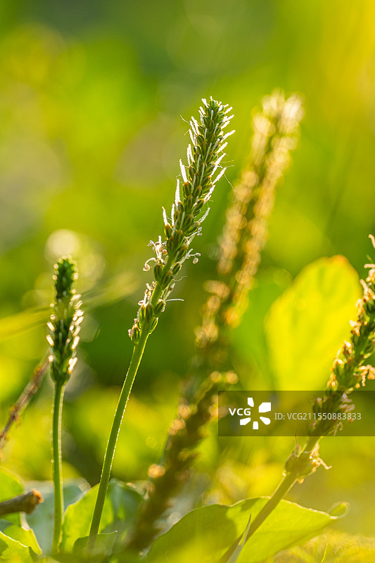 车前草图片素材
