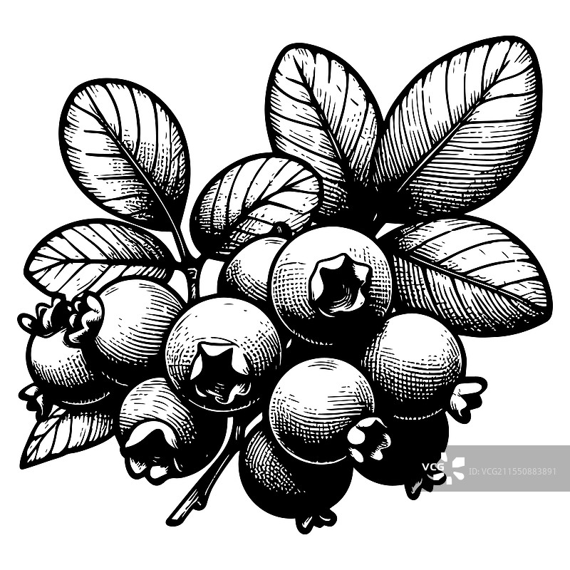 蓝莓雕刻草图图片素材