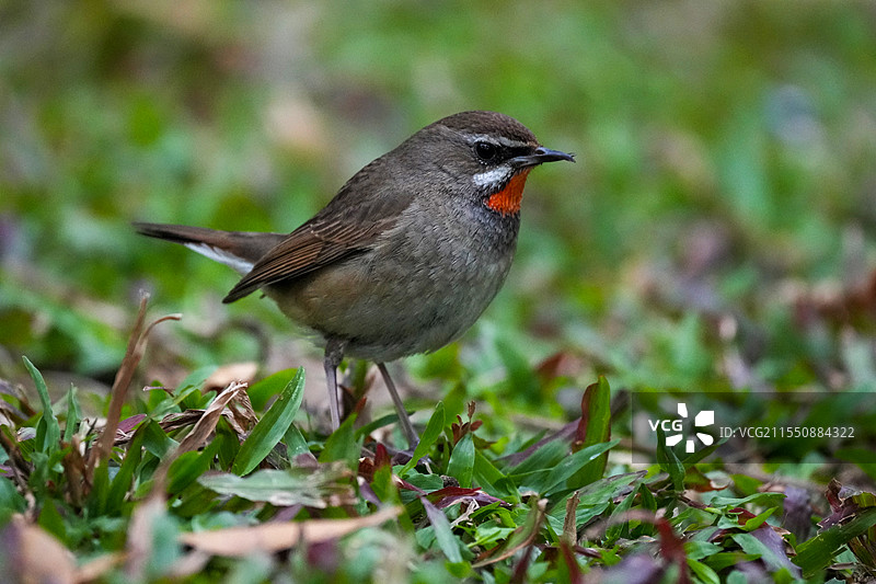 深圳凤凰山迁徙的候鸟红喉歌鸲图片素材