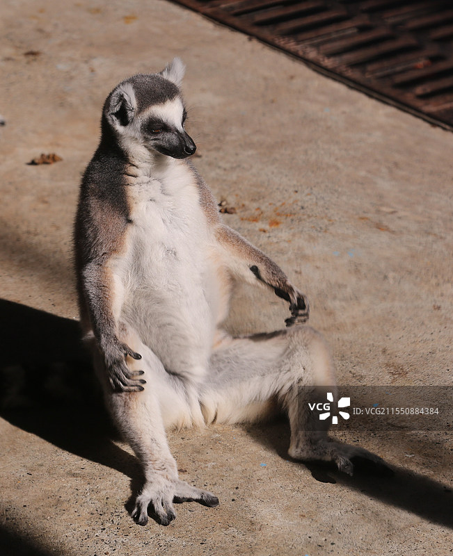 沈阳森林动物园新增建狐猴馆对放开放图片素材