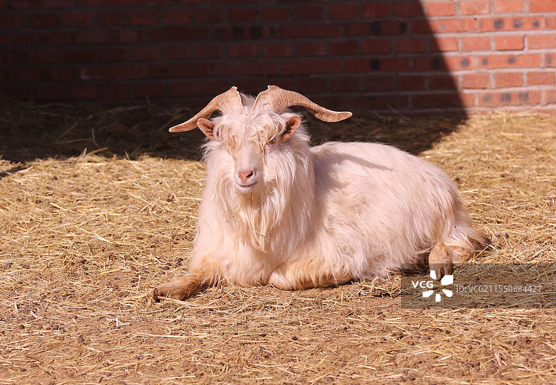 沈阳森林动物园新增建狐猴馆对放开放图片素材