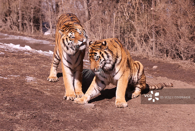 沈阳森林动物园新增建狐猴馆对放开放图片素材