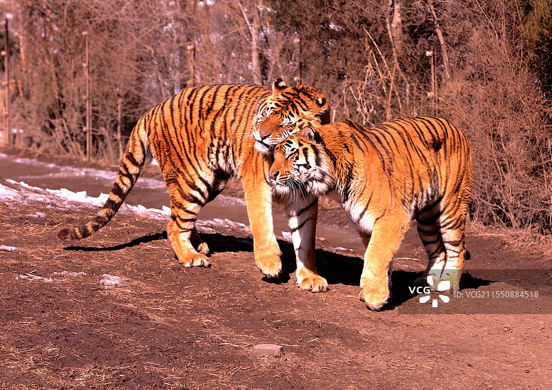 沈阳森林动物园新增建狐猴馆对放开放图片素材