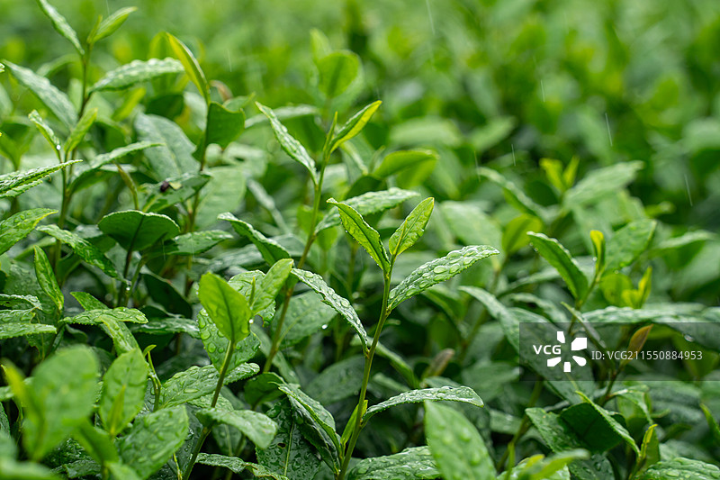 雨中西湖龙井茶园的茶叶特写图片素材