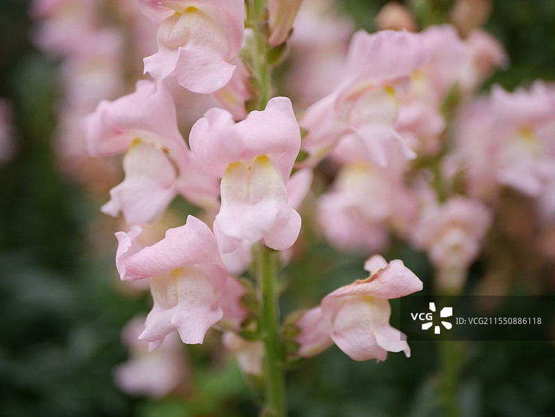 金鱼草图片素材