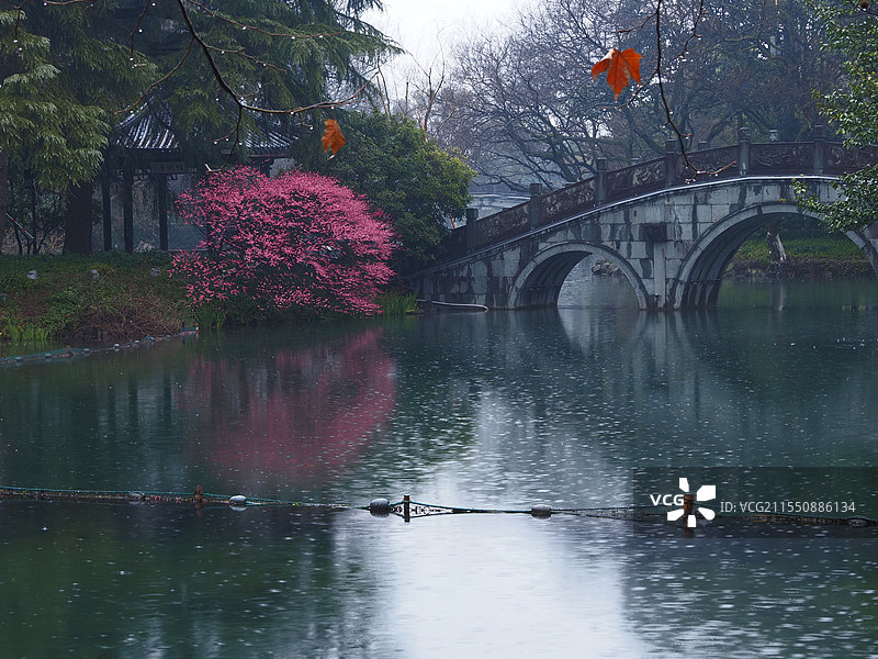 西湖边梅花与桥图片素材