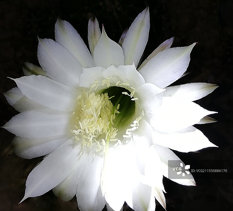洁白无瑕的仙人球花朵图片素材