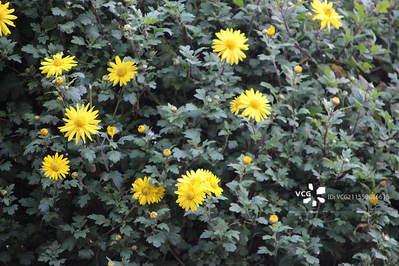 菊花点点图片素材