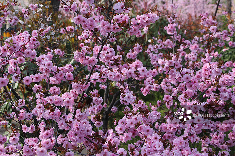 中山公园花簇图片素材