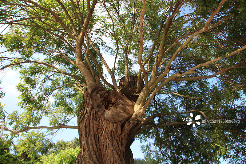 百年古树图片素材