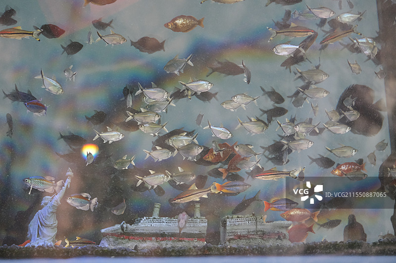 信号山的小鱼图片素材