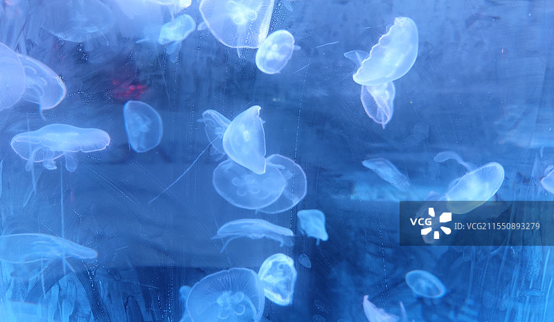梦幻水母图片素材