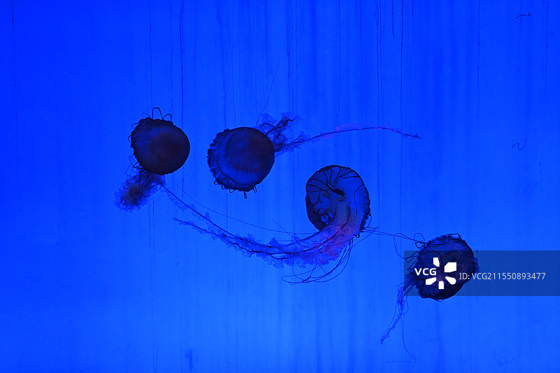 上海水族馆海刺水母图片素材