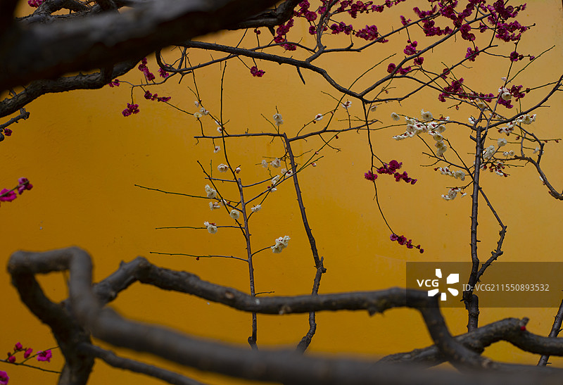 常州天宁红梅公园图片素材