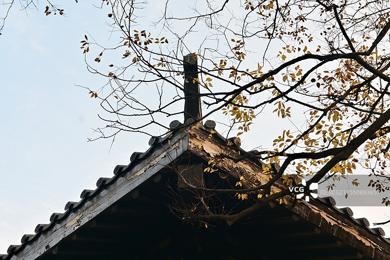 屋檐旁的树图片素材