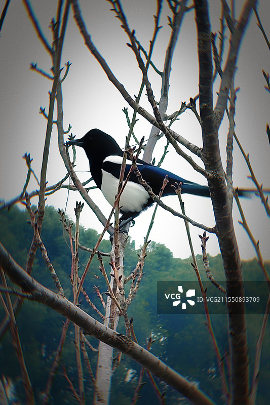 喜鹊公园里图片素材